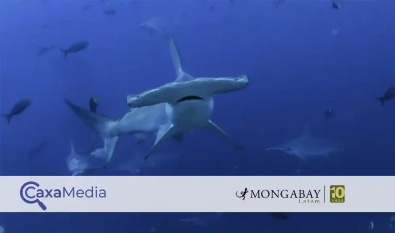 Los tiburones se encuentran en la cima de la pirámide trófica. Al cazar, también se alimentan de peces heridos o enfermos, lo que regula las poblaciones de otras especies, manteniendo la salud y el equilibrio de los ecosistemas marinos. Foto: Joshua Vela